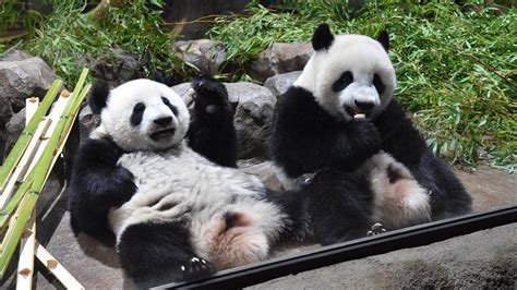 上野動物園 アクセス なぜパンダは地下鉄に乗らないのか？